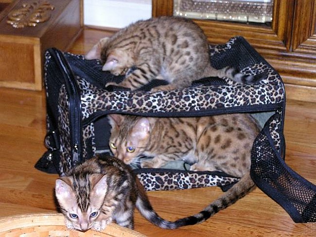 Playtime 7 2004-07-30